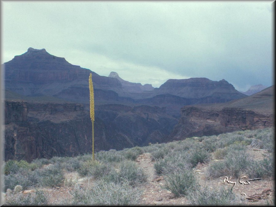 The Grand Canyon, Arizona