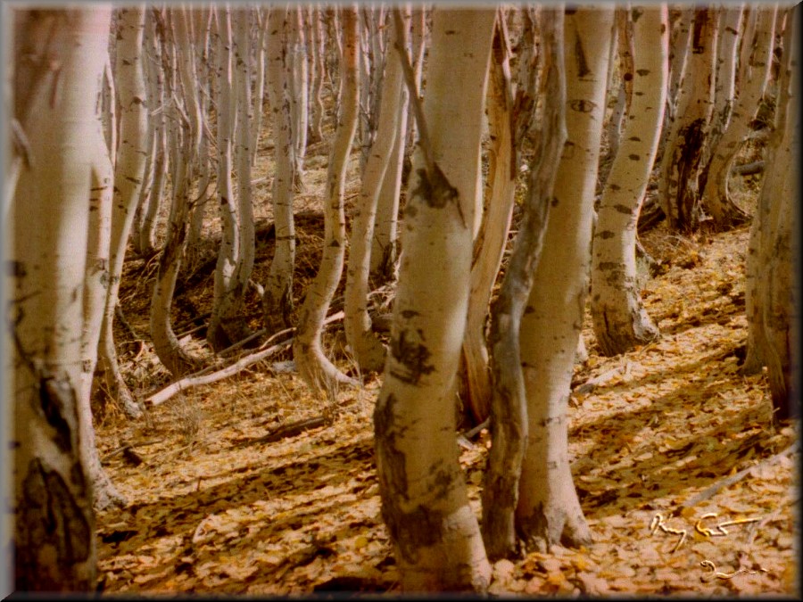 Autumn fantasy in the Grant Mountains